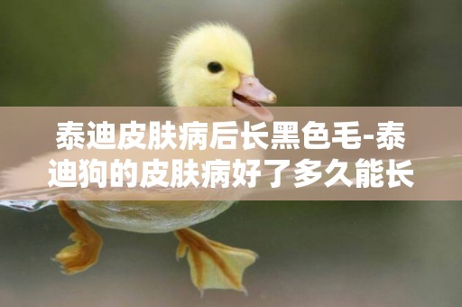 泰迪皮膚病后長黑色毛-泰迪狗的皮膚病好了多久能長毛