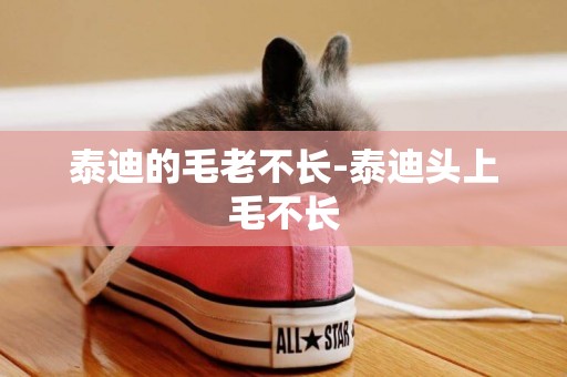 泰迪的毛老不長-泰迪頭上毛不長