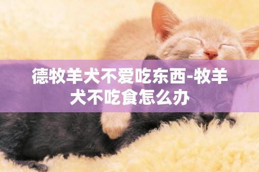 德牧羊犬不愛吃東西-牧羊犬不吃食怎么辦
