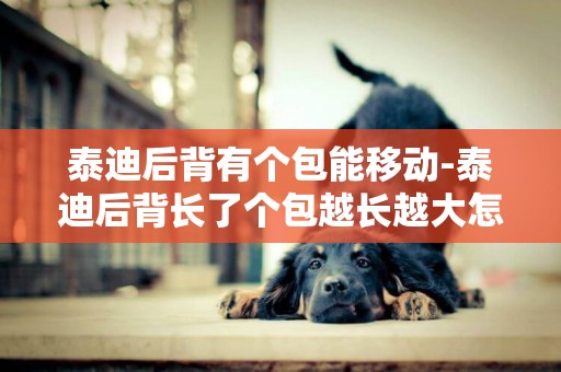 泰迪后背有個包能移動-泰迪后背長了個包越長越大怎么處理