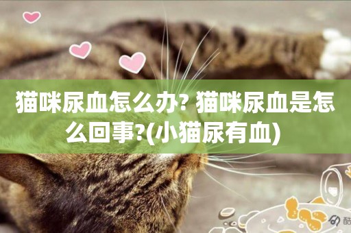 貓咪尿血怎么辦? 貓咪尿血是怎么回事?(小貓尿有血) 