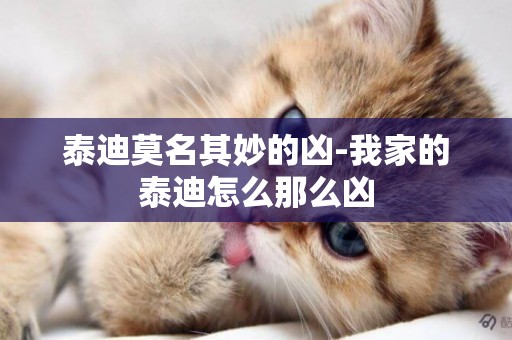 泰迪莫名其妙的兇-我家的泰迪怎么那么兇