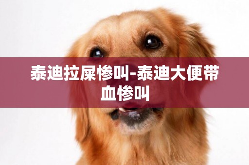 泰迪拉屎慘叫-泰迪大便帶血慘叫
