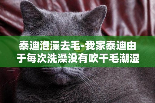 泰迪泡澡去毛-我家泰迪由于每次洗澡沒有吹干毛潮濕捂出了皮膚病怎么辦