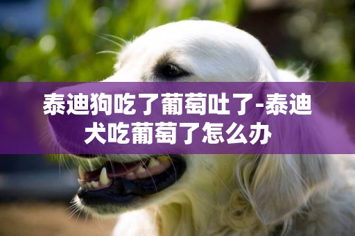 泰迪狗吃了葡萄吐了-泰迪犬吃葡萄了怎么辦