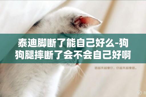 泰迪腳斷了能自己好么-狗狗腿摔斷了會不會自己好啊