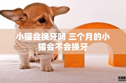 小貓會換牙嗎 三個月的小貓會不會換牙