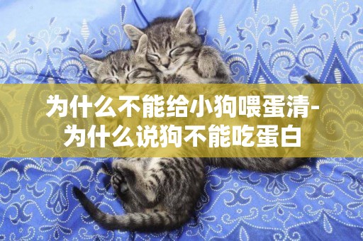 為什么不能給小狗喂蛋清-為什么說狗不能吃蛋白