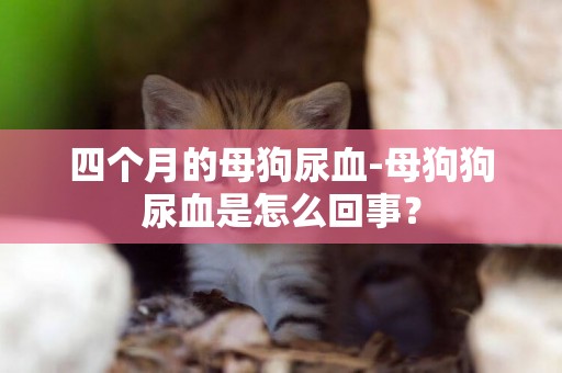 四個月的母狗尿血-母狗狗尿血是怎么回事？