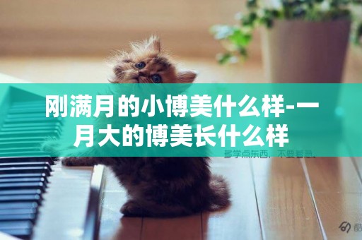 剛滿月的小博美什么樣-一月大的博美長什么樣