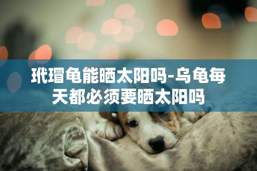 玳瑁龜能曬太陽嗎-烏龜每天都必須要曬太陽嗎
