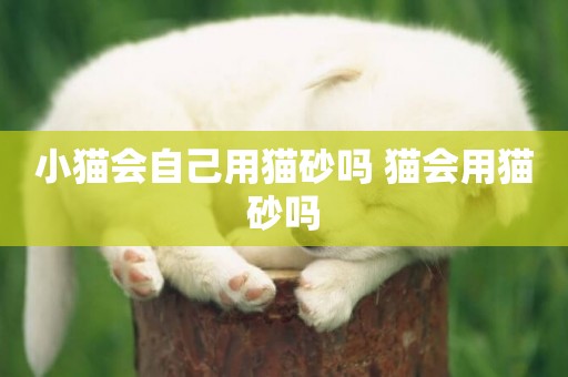 小貓會自己用貓砂嗎 貓會用貓砂嗎