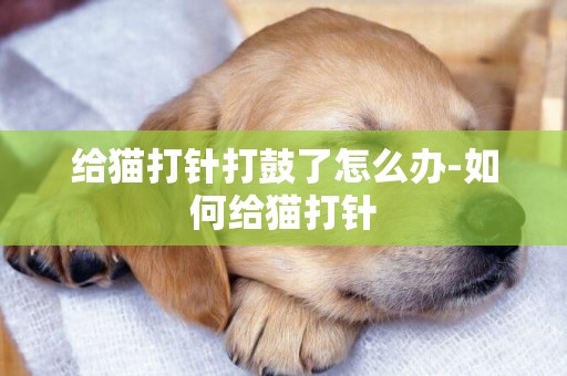 給貓打針打鼓了怎么辦-如何給貓打針