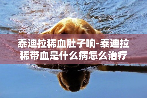 泰迪拉稀血肚子響-泰迪拉稀帶血是什么病怎么治療