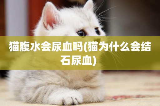 貓腹水會尿血嗎(貓為什么會結石尿血) 