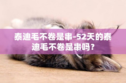 泰迪毛不卷是串-52天的泰迪毛不卷是串嗎？