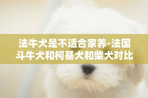 法牛犬是不適合家養-法國斗牛犬和柯基犬和柴犬對比 哪個更適合家養