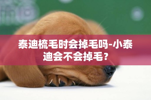 泰迪梳毛時會掉毛嗎-小泰迪會不會掉毛？