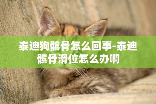 泰迪狗髕骨怎么回事-泰迪髕骨滑位怎么辦啊