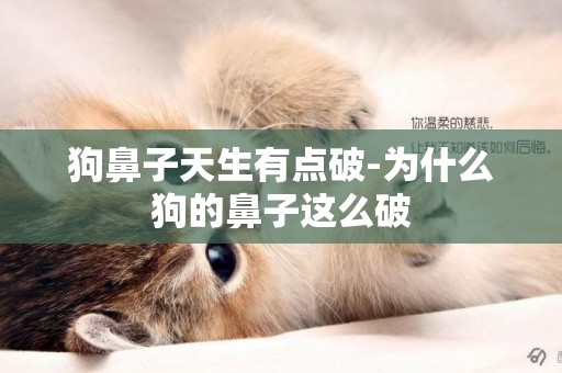 狗鼻子天生有點破-為什么狗的鼻子這么破