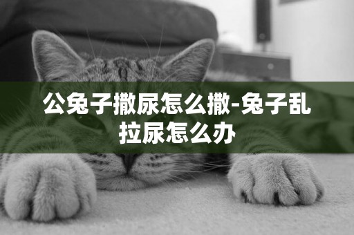公兔子撒尿怎么撒-兔子亂拉尿怎么辦