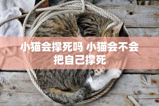 小貓會撐死嗎 小貓會不會把自己撐死