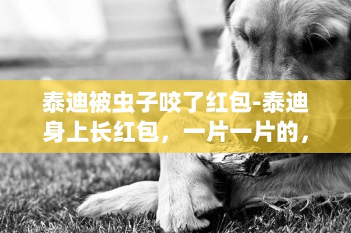 泰迪被蟲子咬了紅包-泰迪身上長紅包，一片一片的，怎么辦