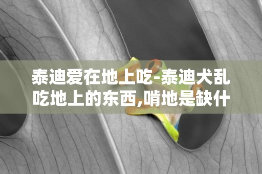 泰迪愛在地上吃-泰迪犬亂吃地上的東西,啃地是缺什么