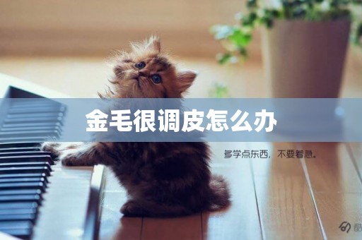 金毛很調皮怎么辦