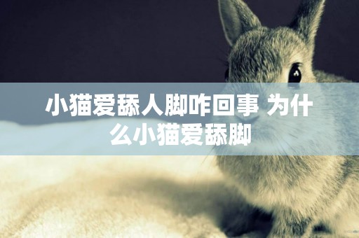 小貓愛舔人腳咋回事 為什么小貓愛舔腳