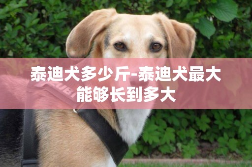 泰迪犬多少斤-泰迪犬最大能夠長到多大