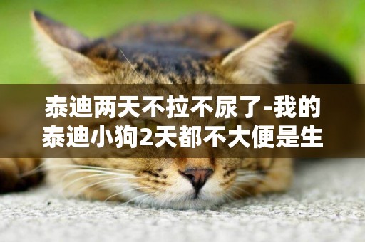 泰迪兩天不拉不尿了-我的泰迪小狗2天都不大便是生病了嗎