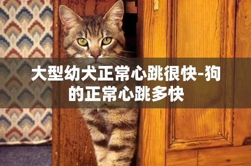 大型幼犬正常心跳很快-狗的正常心跳多快