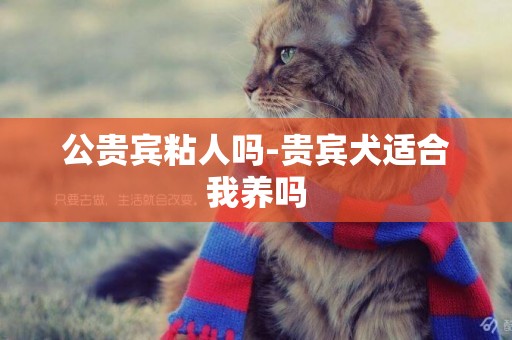 公貴賓粘人嗎-貴賓犬適合我養嗎