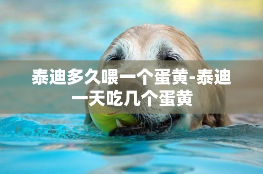 泰迪多久喂一個蛋黃-泰迪一天吃幾個蛋黃