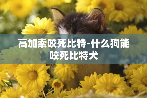 高加索咬死比特-什么狗能咬死比特犬