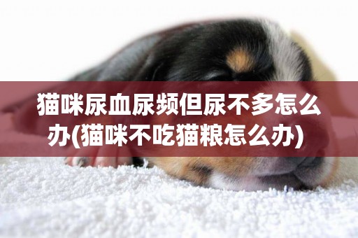 貓咪尿血尿頻但尿不多怎么辦(貓咪不吃貓糧怎么辦) 