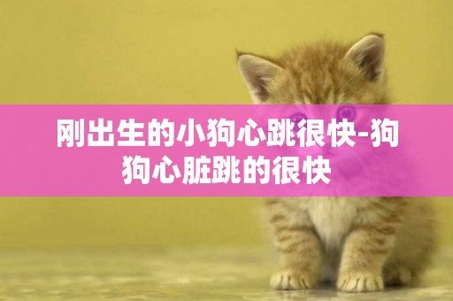 剛出生的小狗心跳很快-狗狗心臟跳的很快