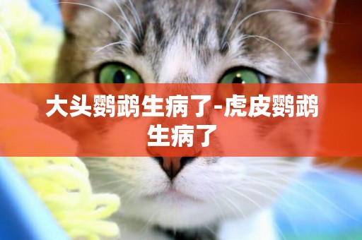 大頭鸚鵡生病了-虎皮鸚鵡生病了