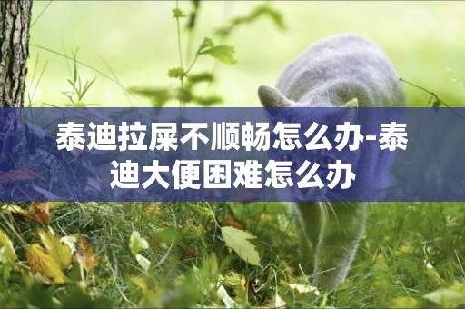 泰迪拉屎不順暢怎么辦-泰迪大便困難怎么辦