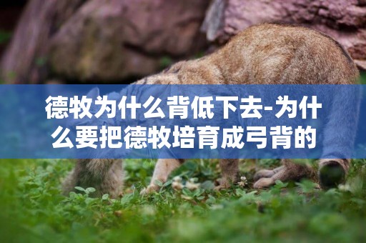 德牧為什么背低下去-為什么要把德牧培育成弓背的