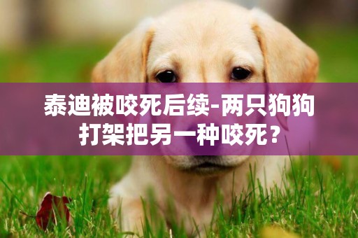泰迪被咬死后續-兩只狗狗打架把另一種咬死？