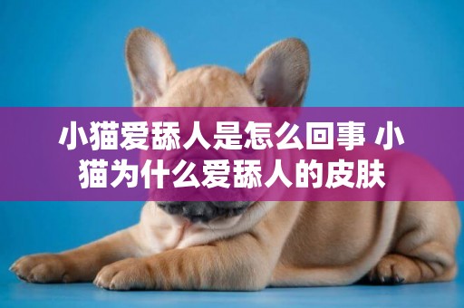 小貓愛舔人是怎么回事 小貓為什么愛舔人的皮膚
