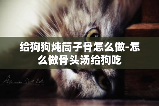 給狗狗燉筒子骨怎么做-怎么做骨頭湯給狗吃