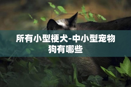 所有小型梗犬-中小型寵物狗有哪些