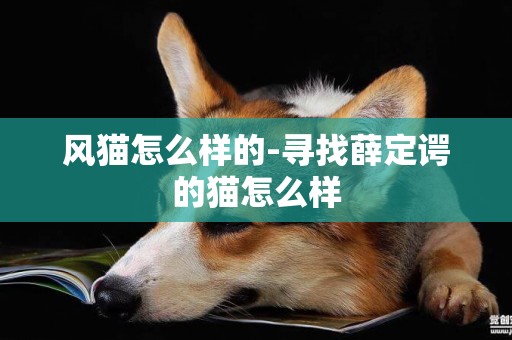 風貓怎么樣的-尋找薛定諤的貓怎么樣