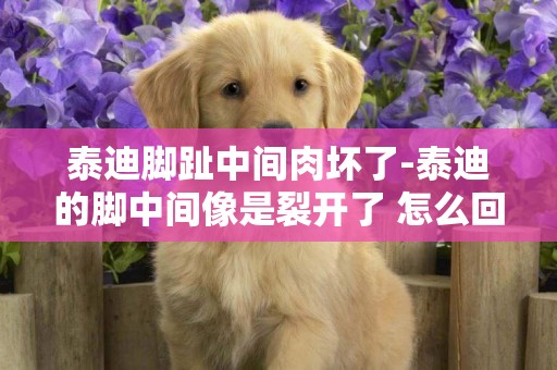 泰迪腳趾中間肉壞了-泰迪的腳中間像是裂開了 怎么回事