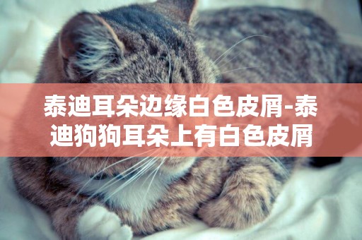 泰迪耳朵邊緣白色皮屑-泰迪狗狗耳朵上有白色皮屑