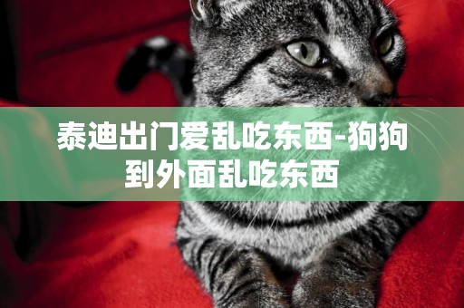 泰迪出門愛亂吃東西-狗狗到外面亂吃東西
