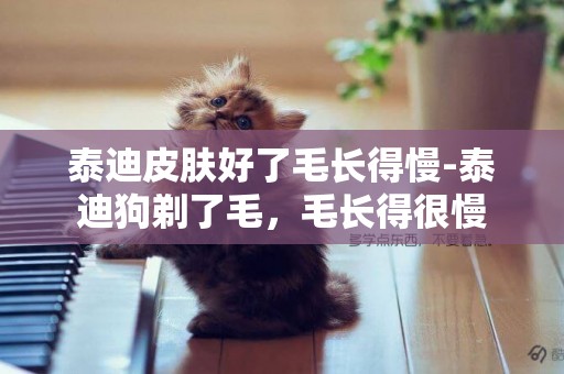 泰迪皮膚好了毛長得慢-泰迪狗剃了毛，毛長得很慢